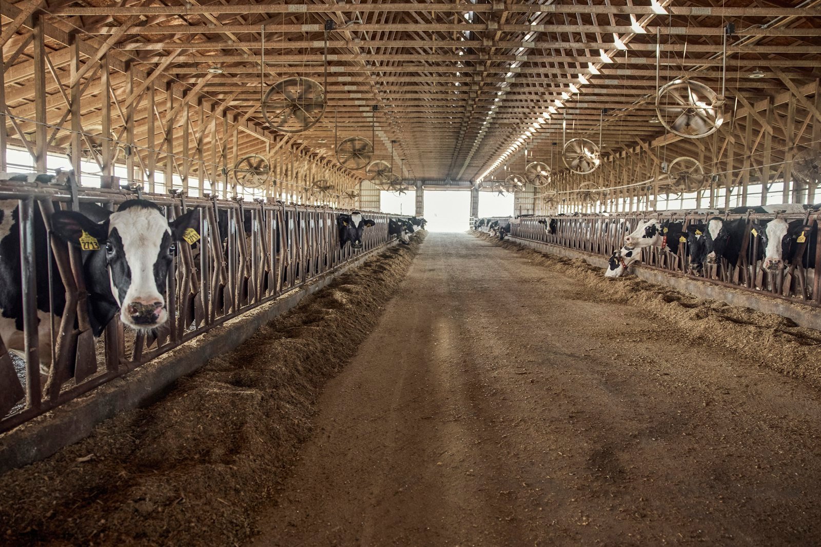 Dairy barn aisle