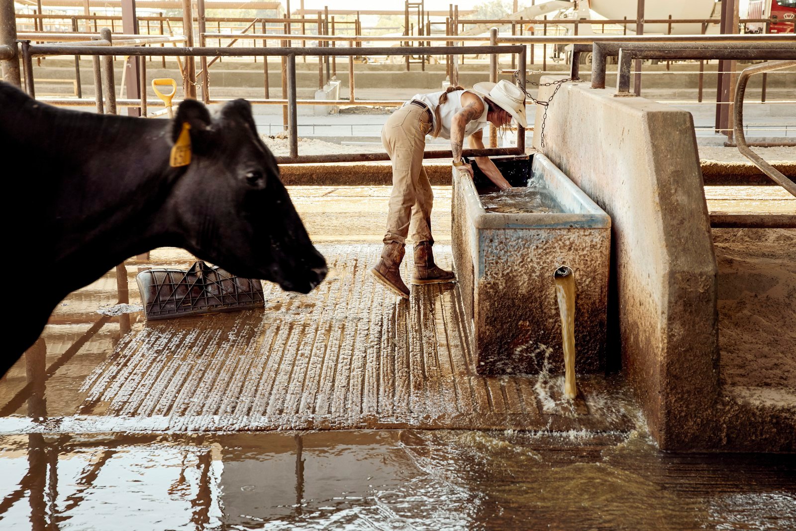 Dairy cow at a feed trough