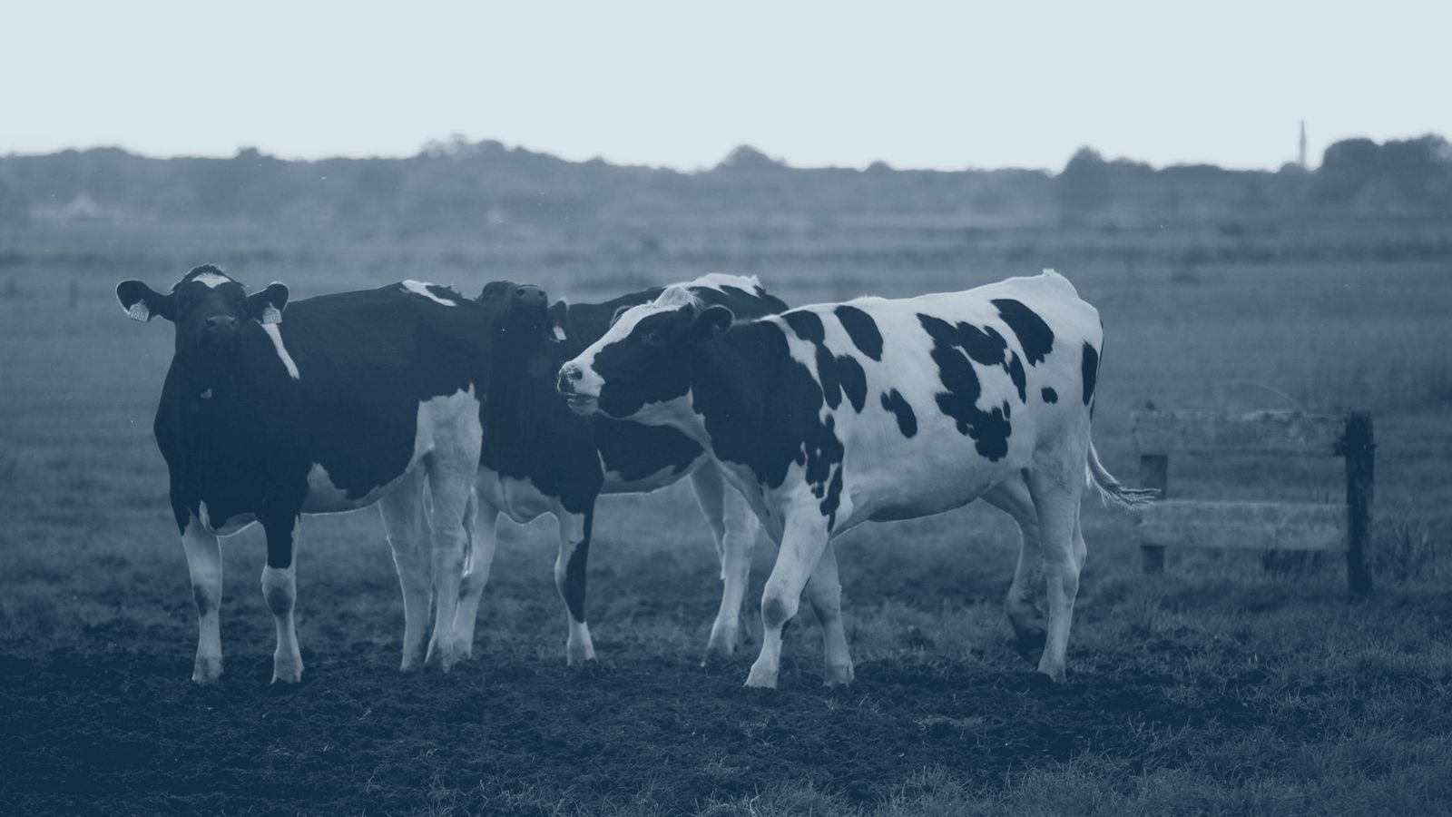 Dairy cattle in a field at dusk